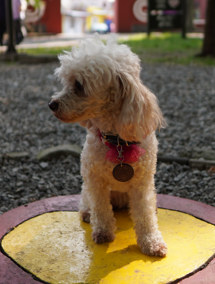 Mascota utilizando placa de identificación en un parque